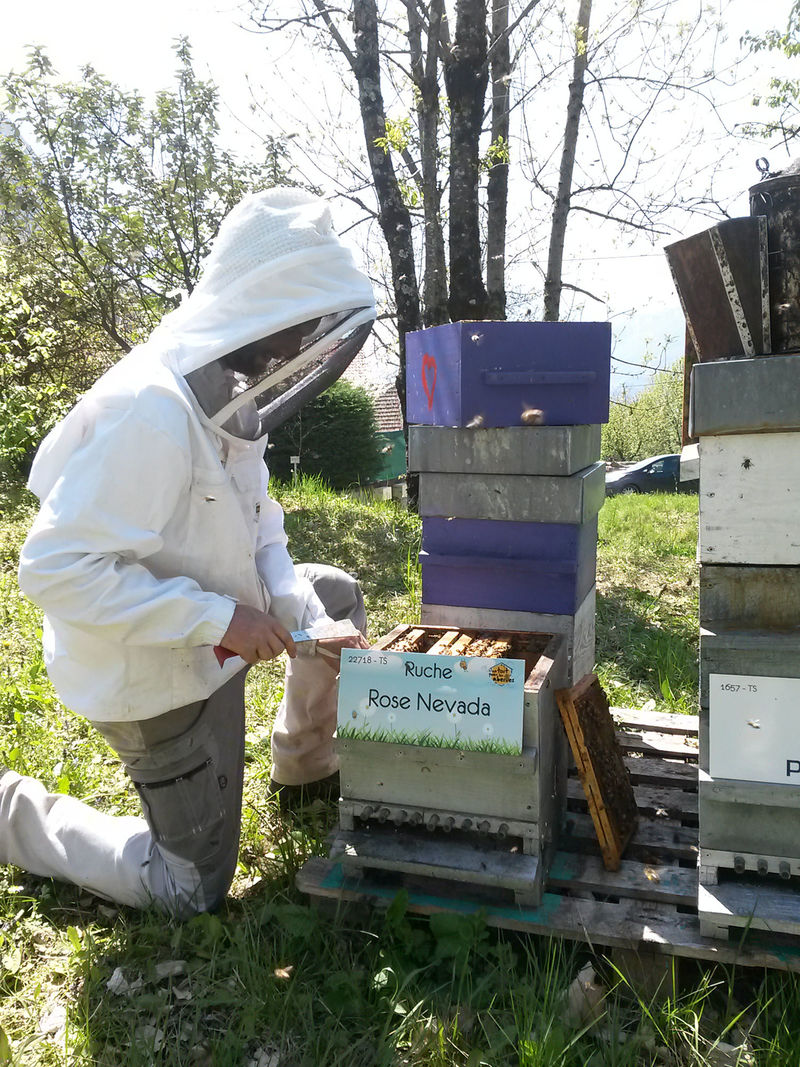 La ruche Rose Nevada