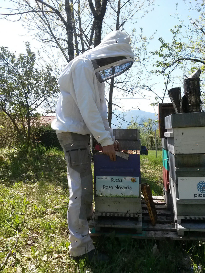 La ruche Rose Nevada