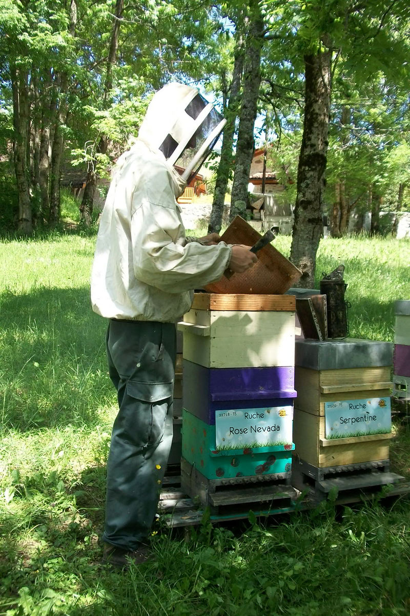 La ruche Rose Nevada
