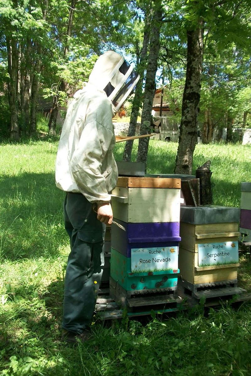 La ruche Rose Nevada