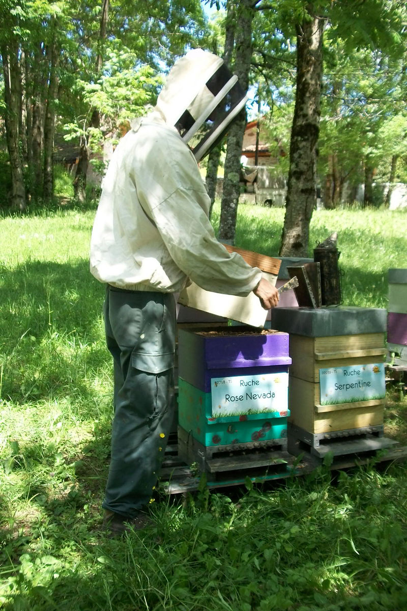 La ruche Rose Nevada