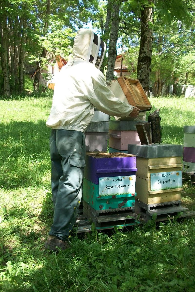 La ruche Rose Nevada