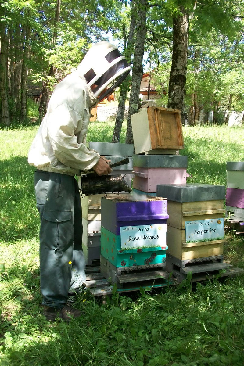La ruche Rose Nevada