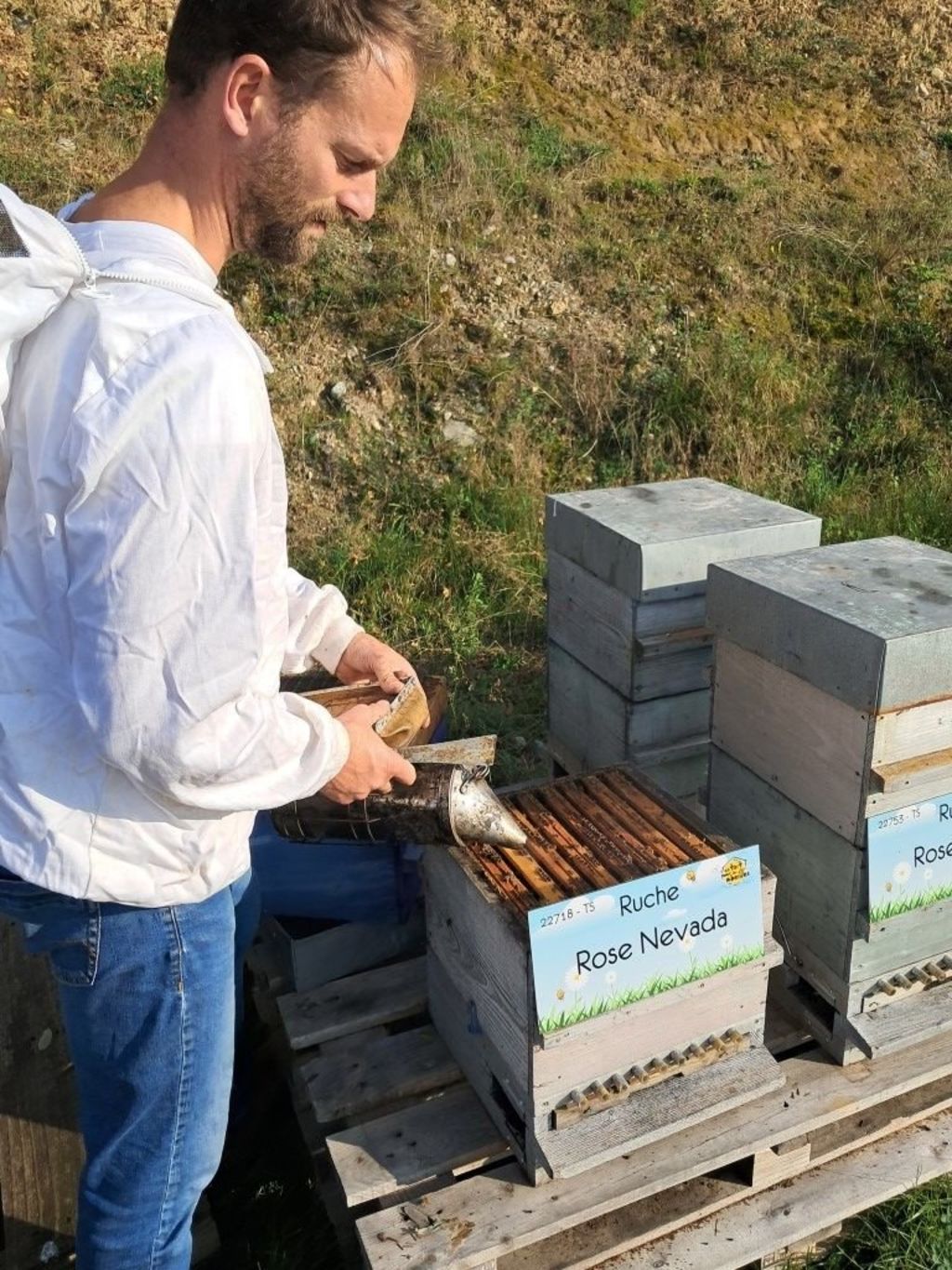 La ruche Rose Nevada