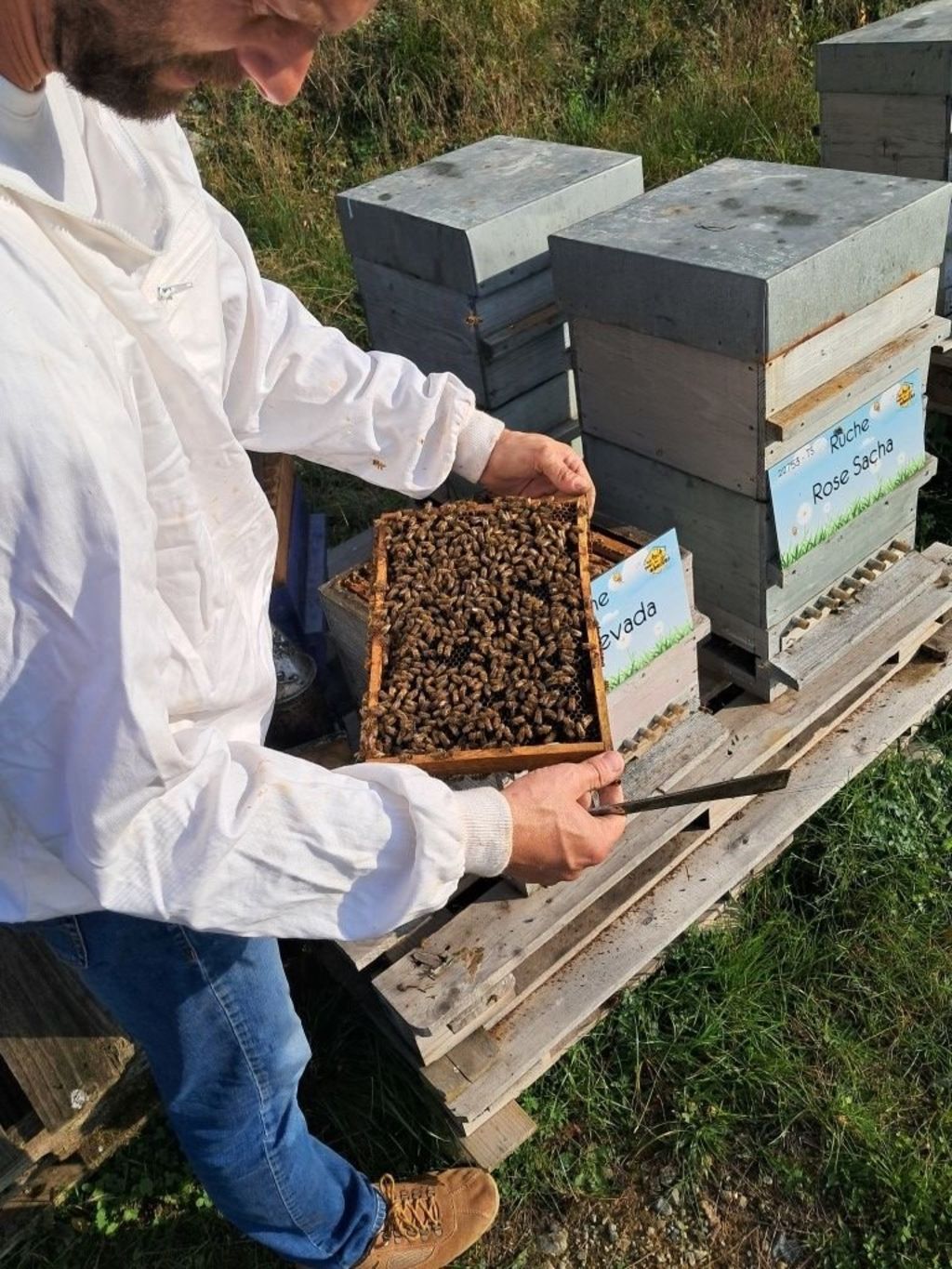 La ruche Rose Nevada