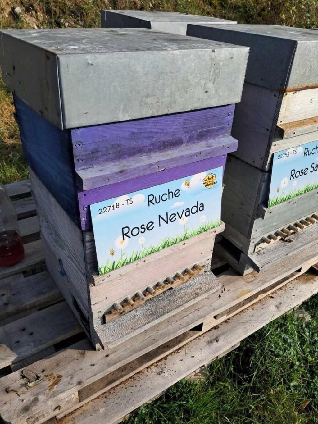 La ruche Rose Nevada