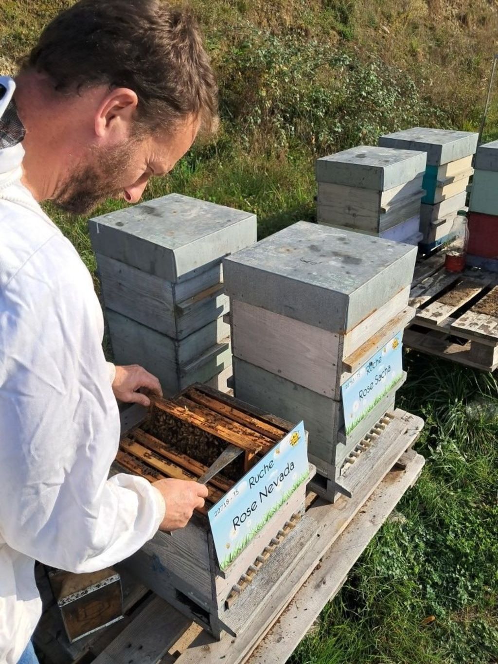 La ruche Rose Nevada