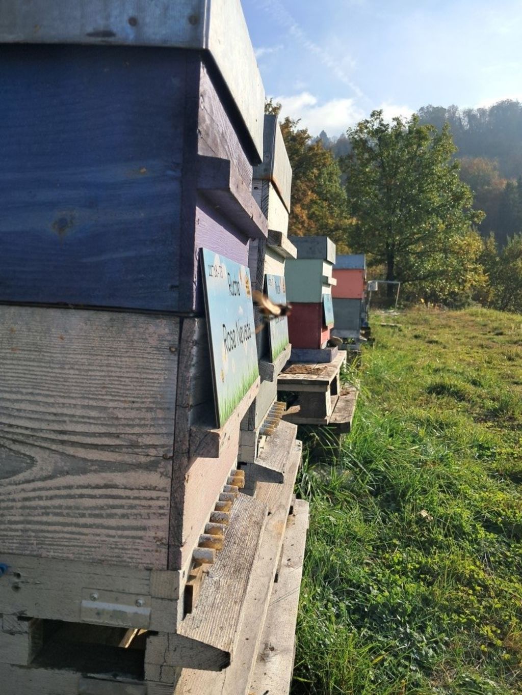 La ruche Rose Nevada