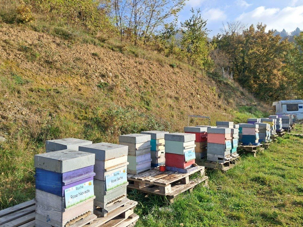 La ruche Rose Nevada