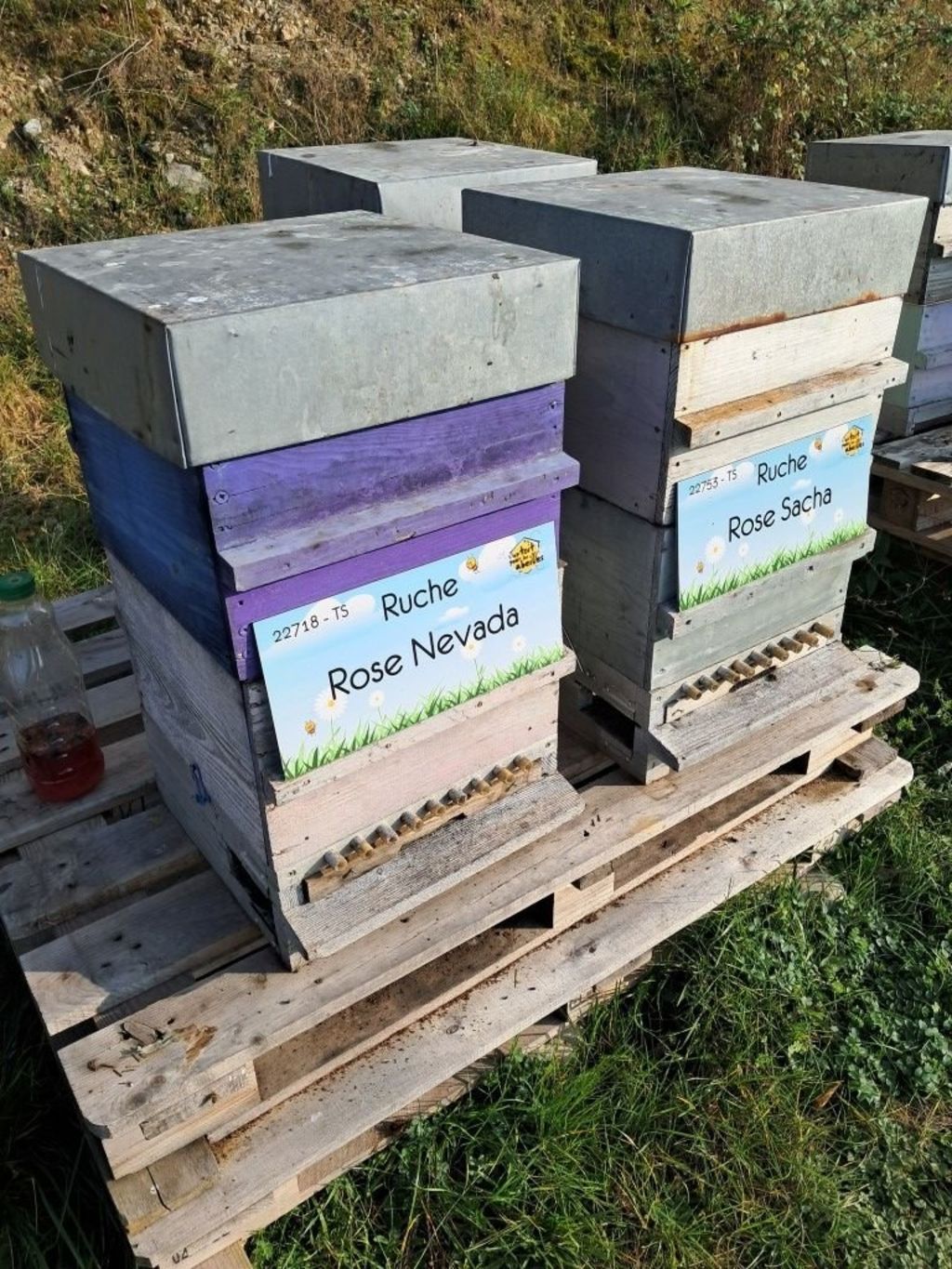 La ruche Rose Nevada