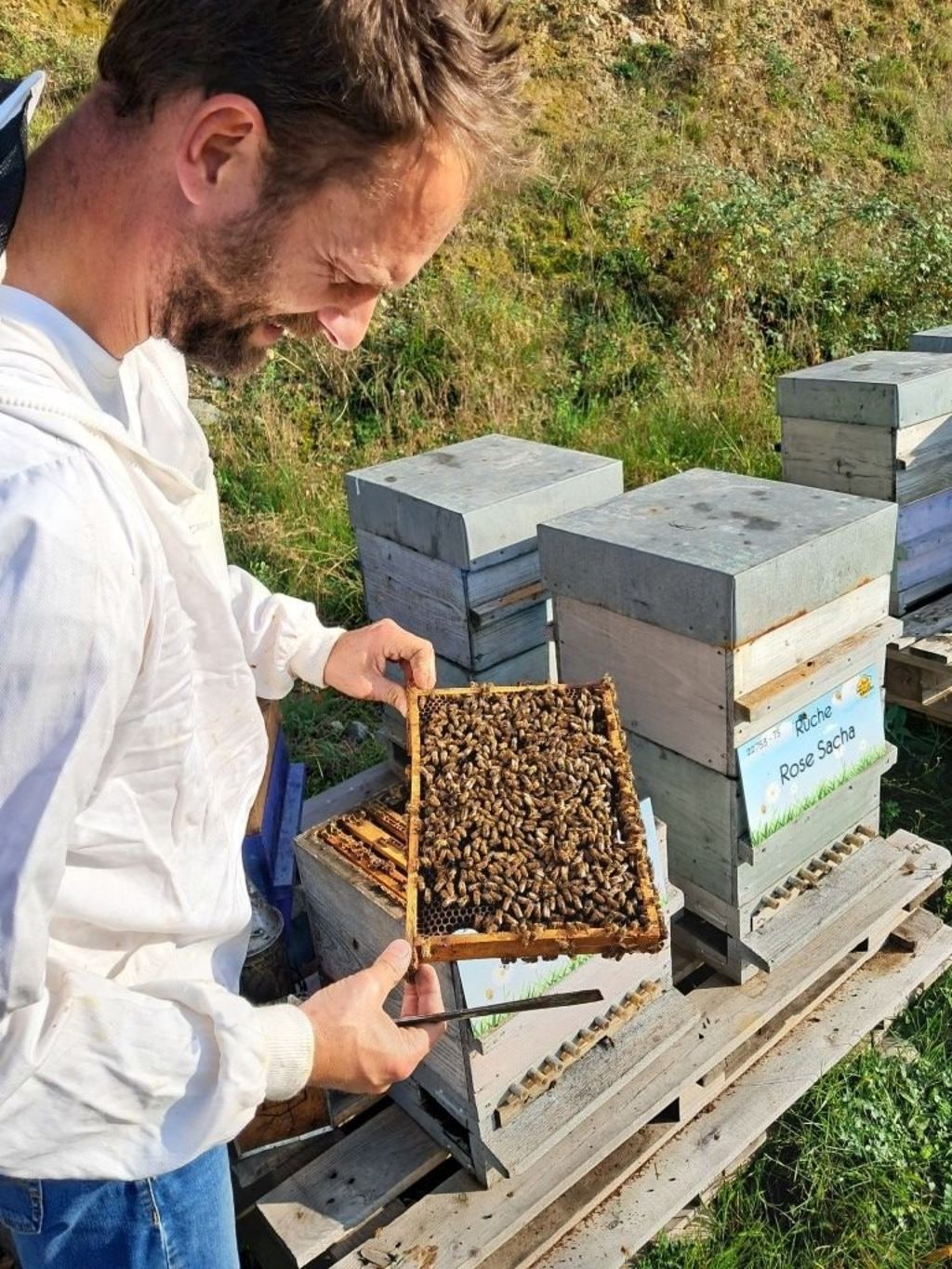 La ruche Rose Nevada