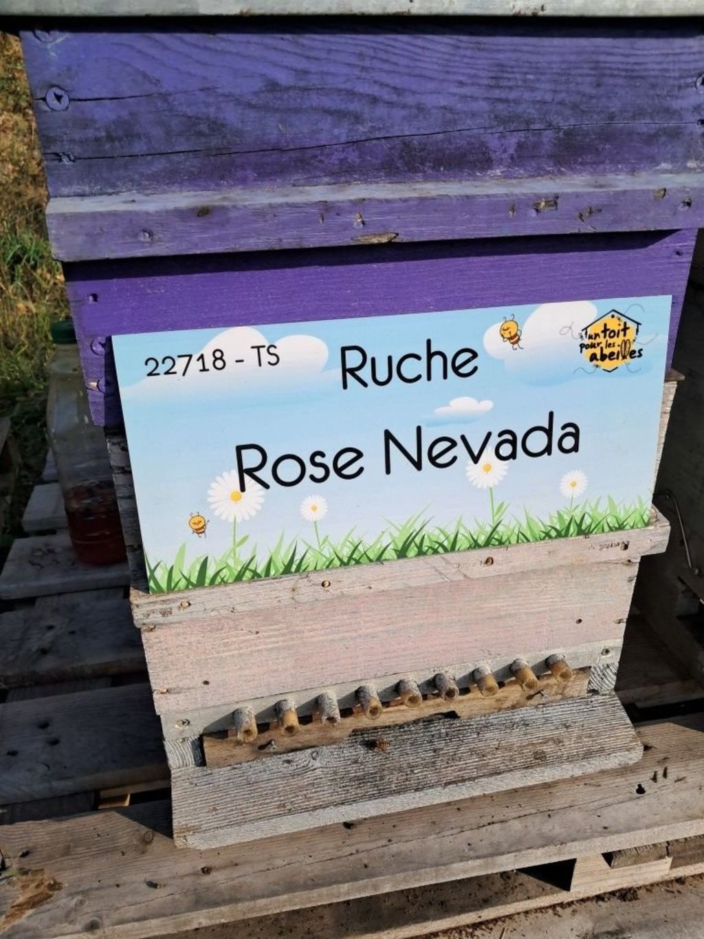 La ruche Rose Nevada