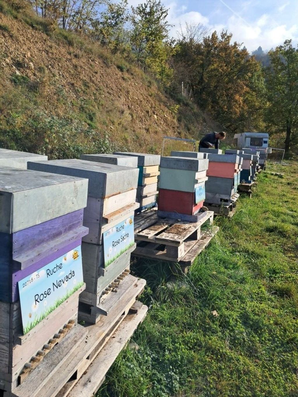 La ruche Rose Nevada