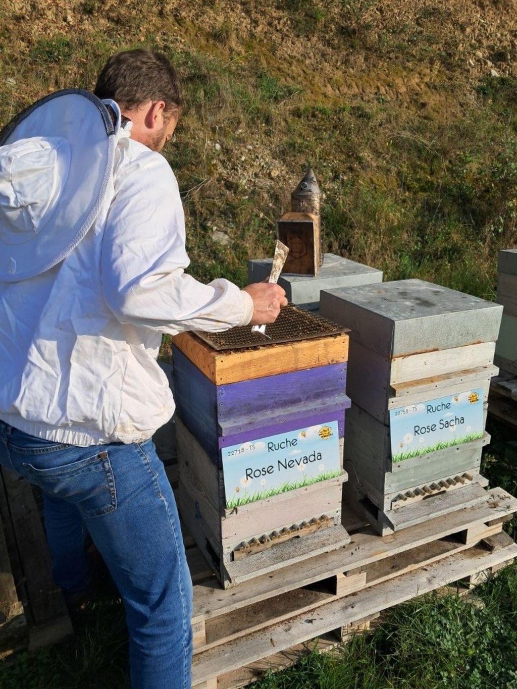 La ruche Rose Nevada