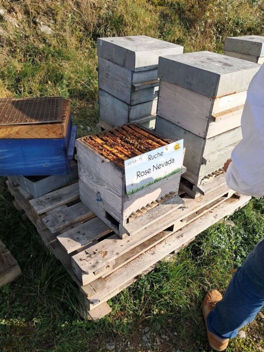 La ruche Rose Nevada