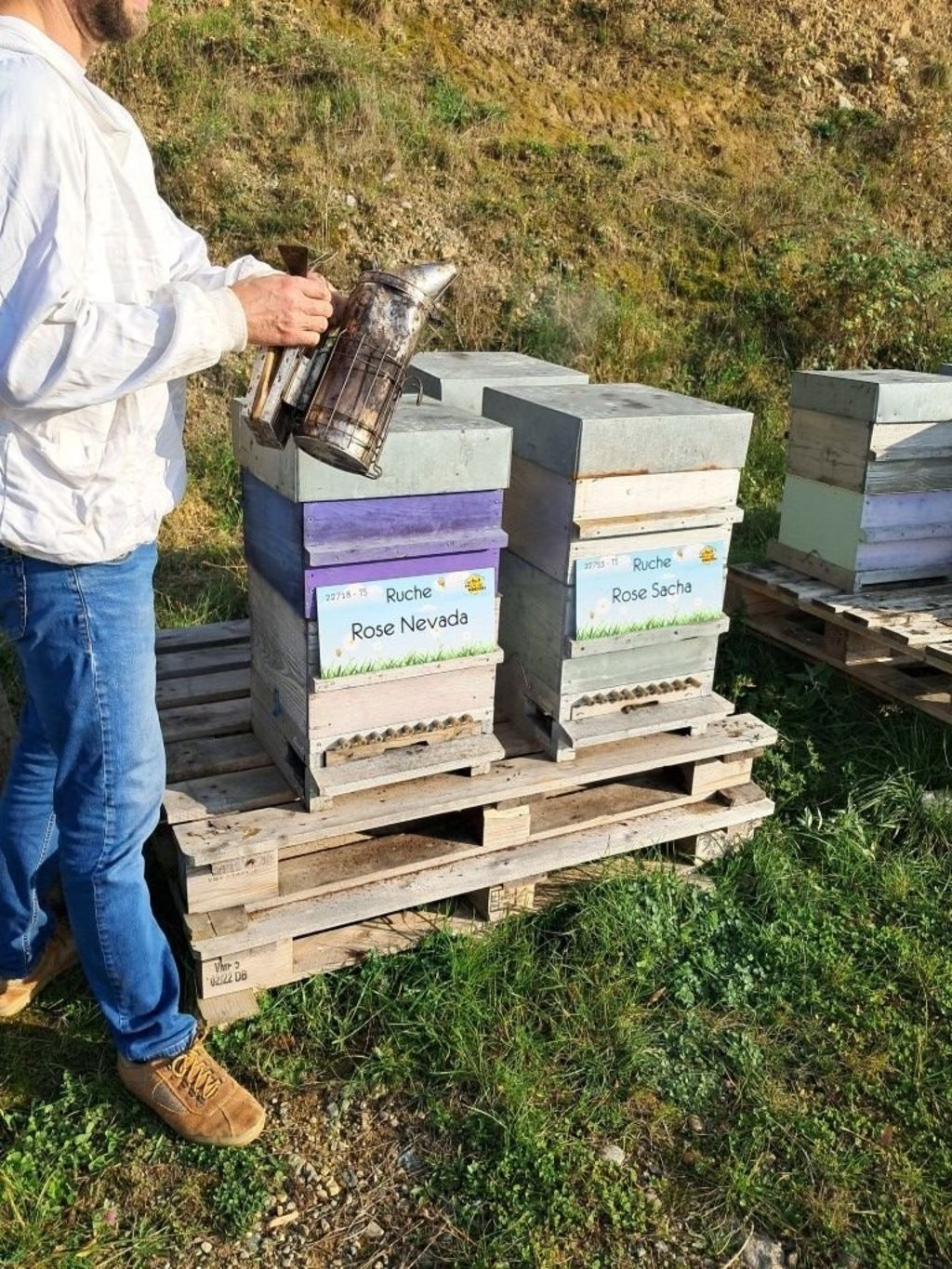 La ruche Rose Nevada