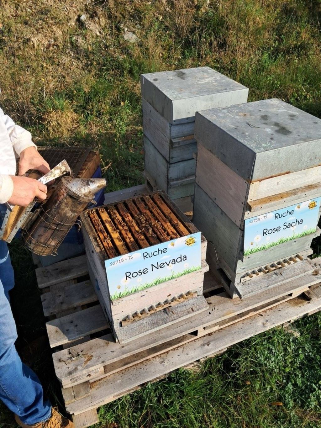 La ruche Rose Nevada