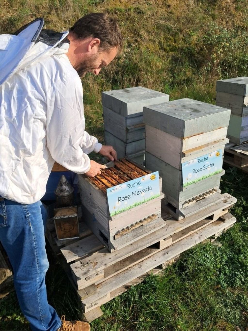 La ruche Rose Nevada