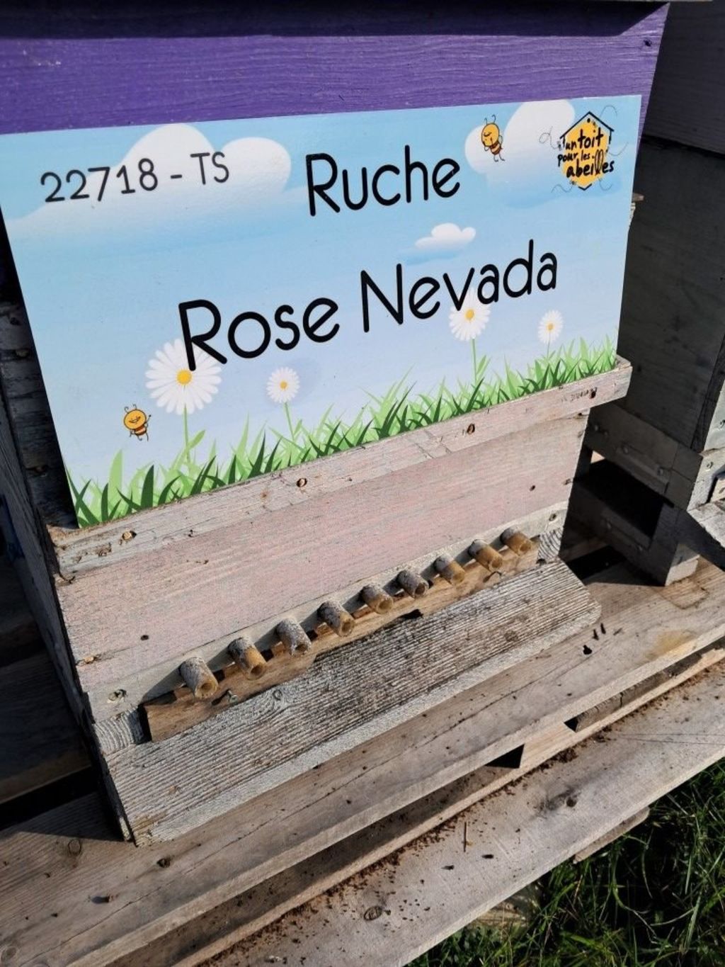 La ruche Rose Nevada