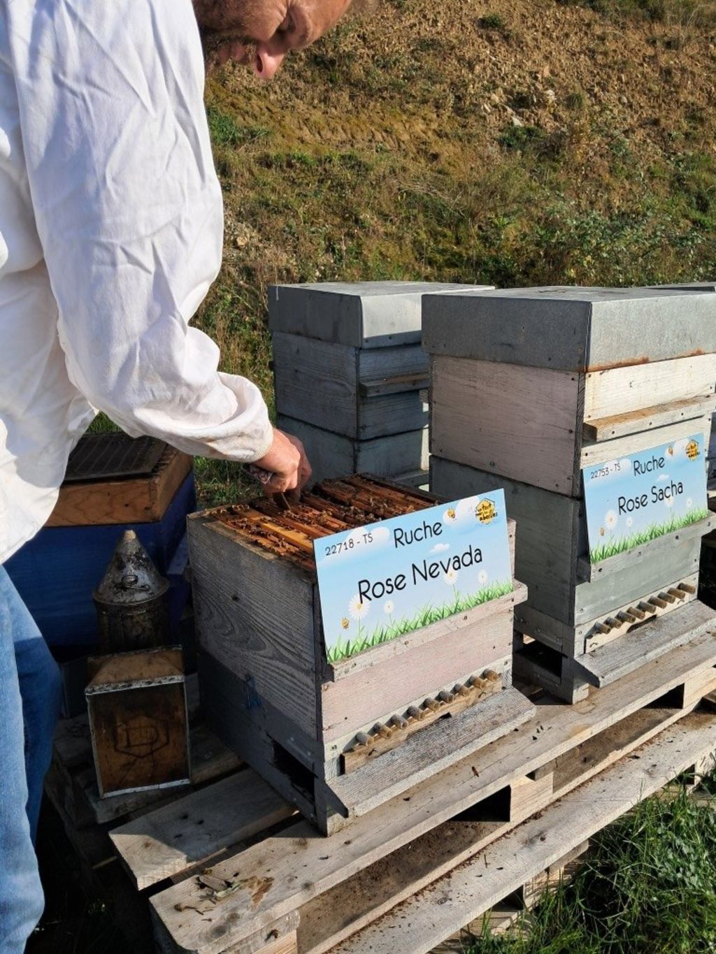 La ruche Rose Nevada