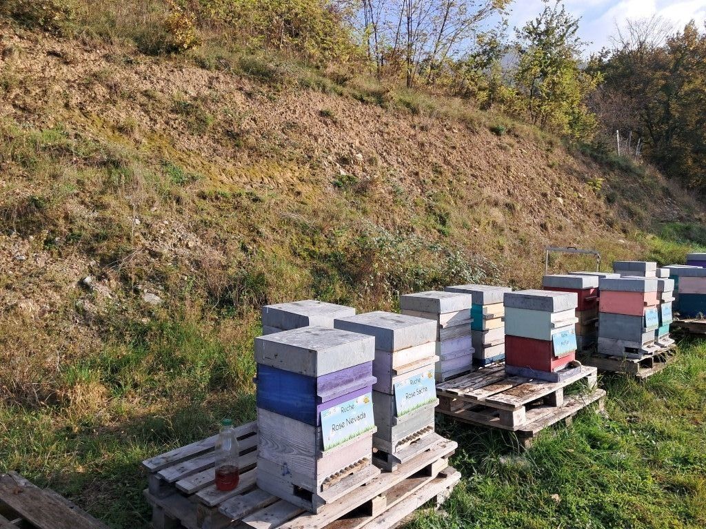La ruche Rose Nevada