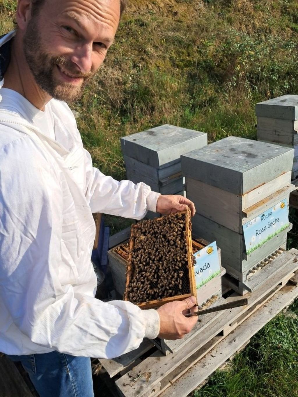 La ruche Rose Nevada