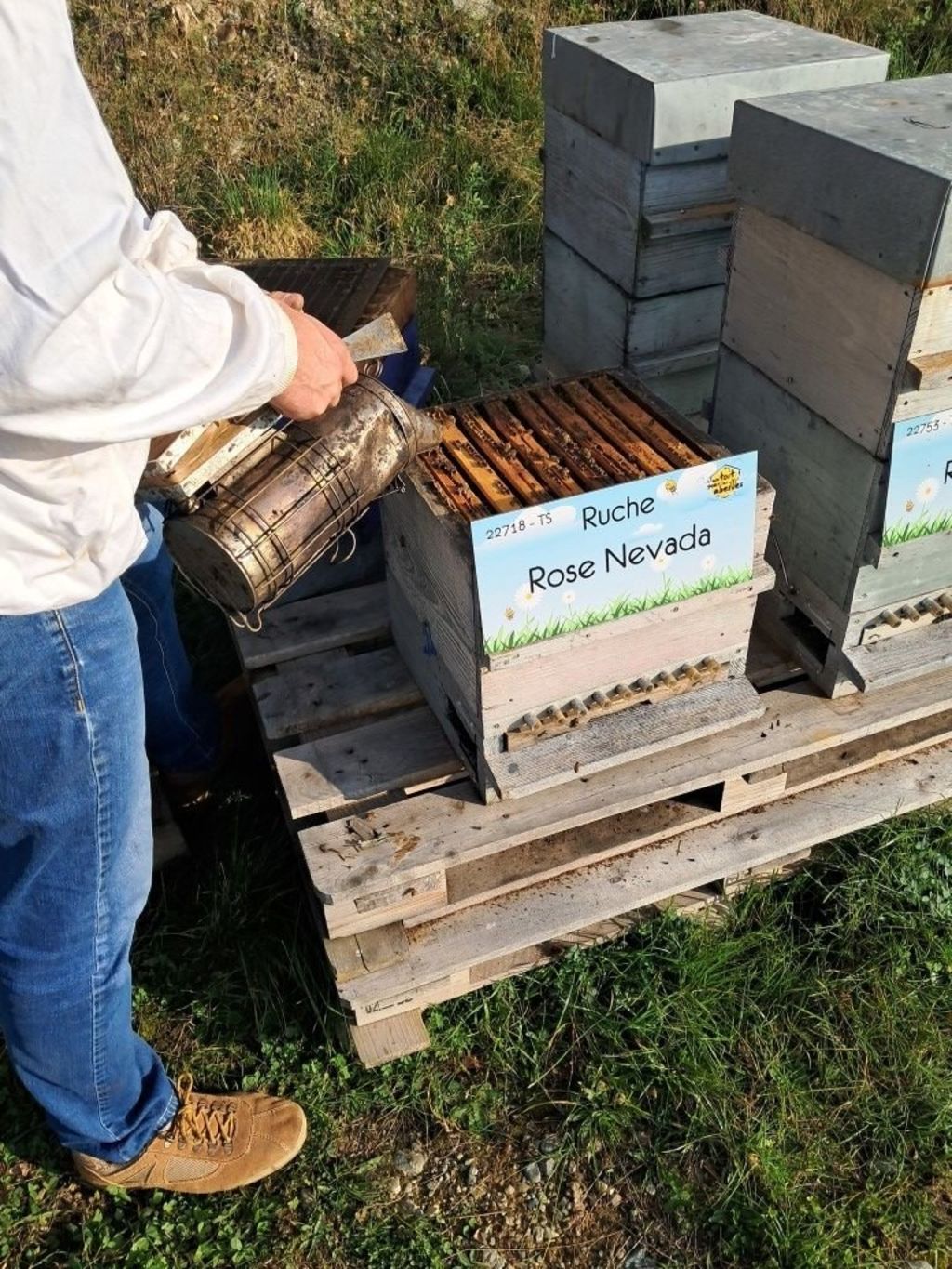 La ruche Rose Nevada