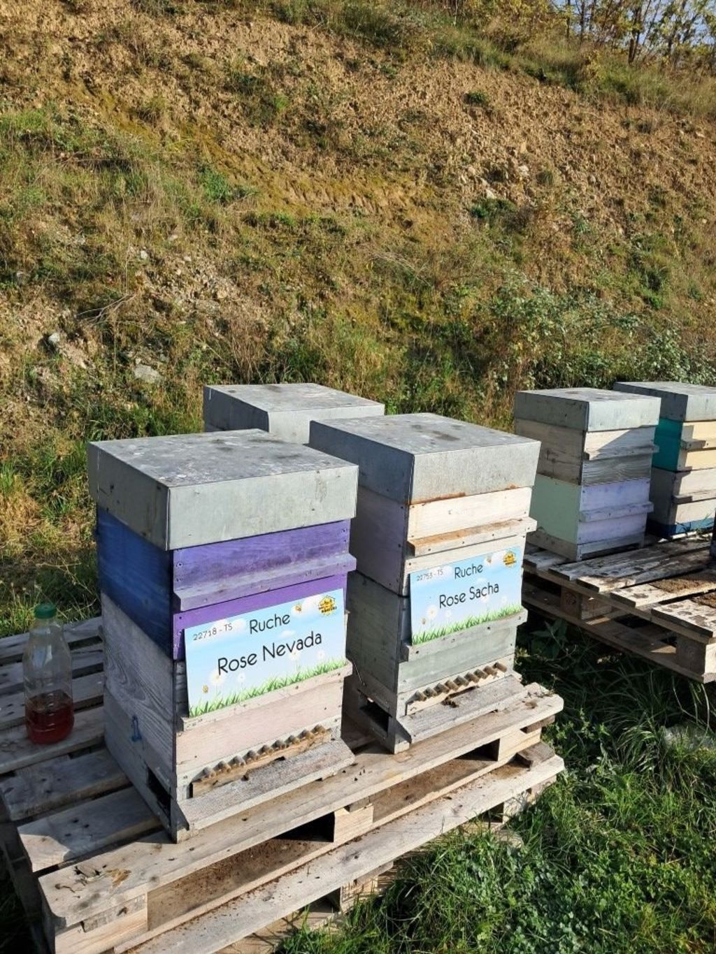 La ruche Rose Nevada