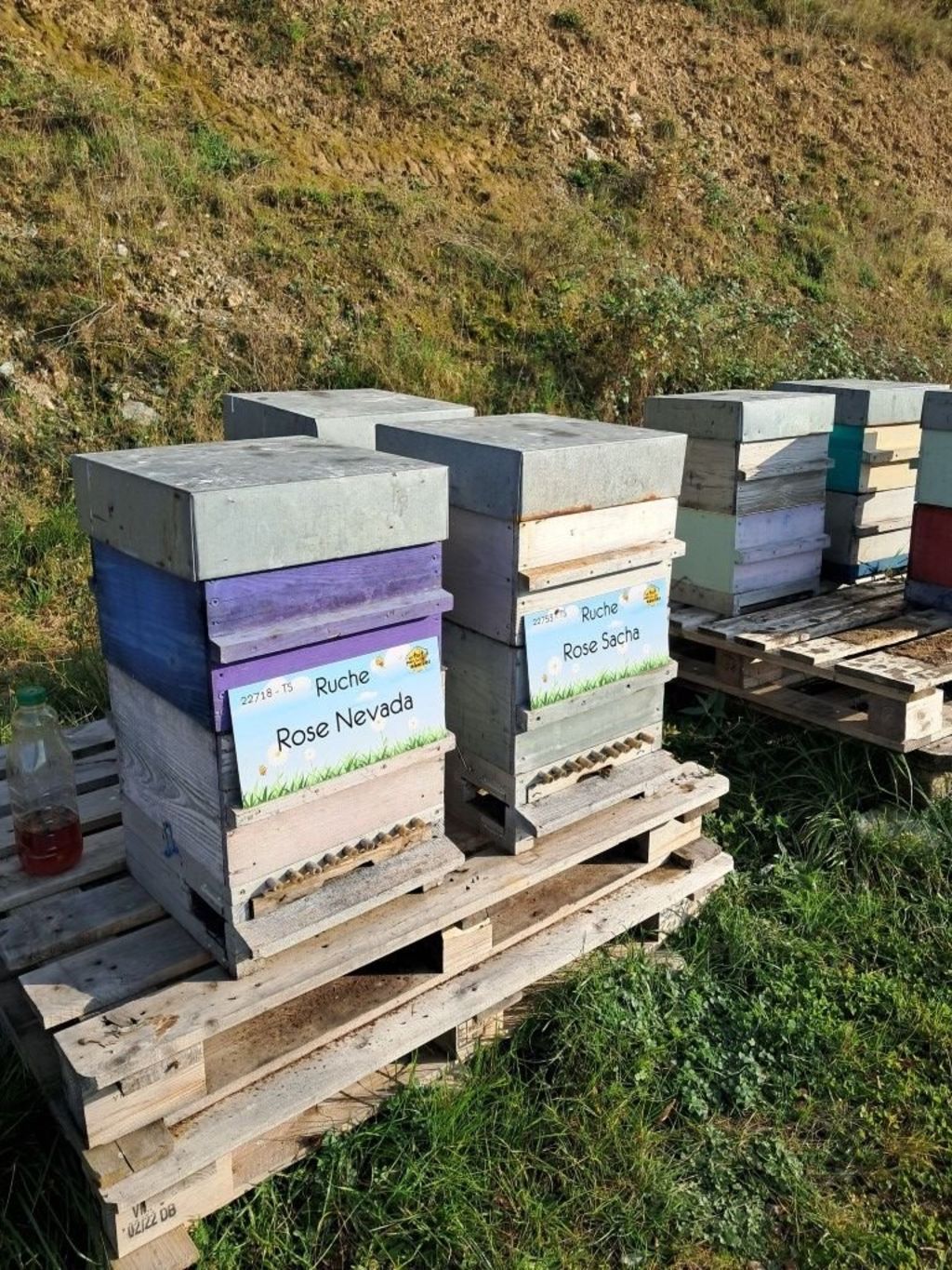 La ruche Rose Nevada