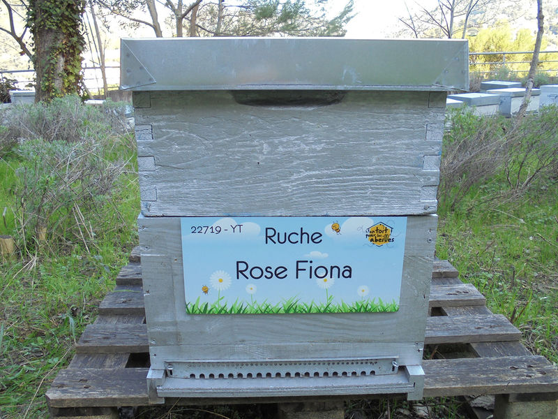 La ruche Rose Fiona