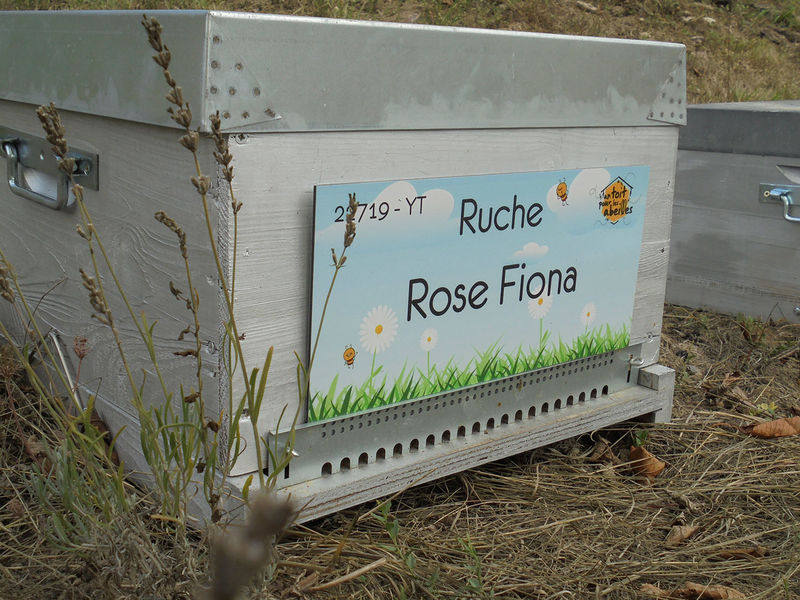 La ruche Rose Fiona