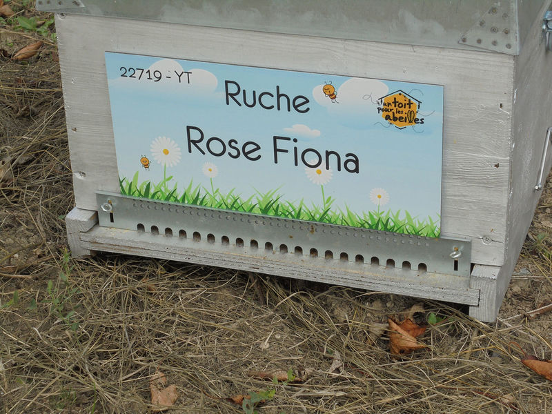 La ruche Rose Fiona