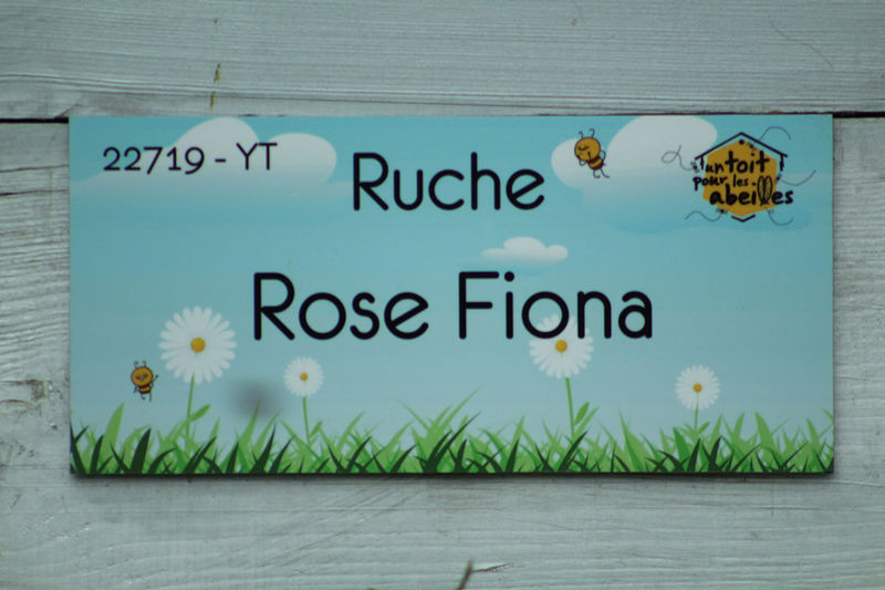 La ruche Rose Fiona