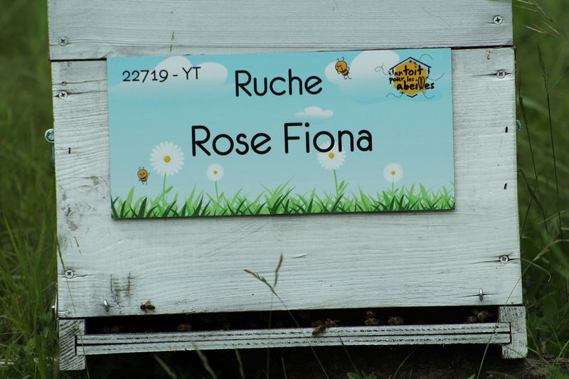 La ruche Rose Fiona