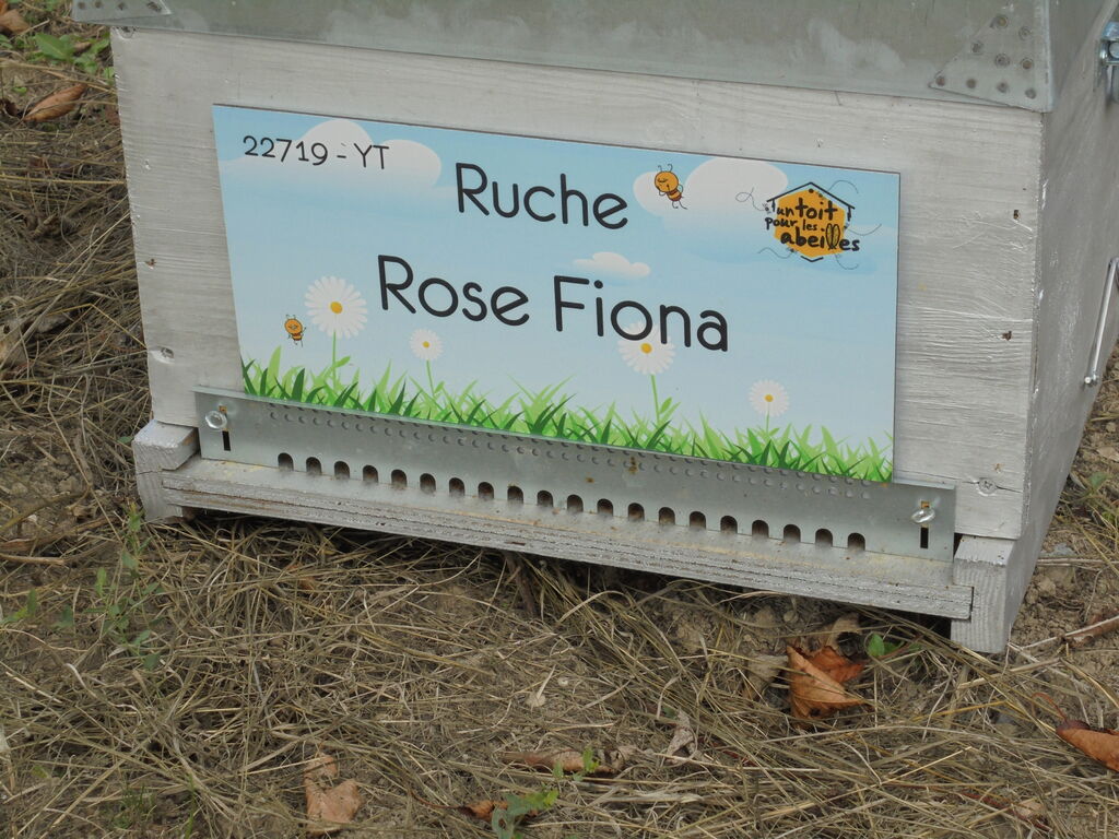 La ruche Rose Fiona