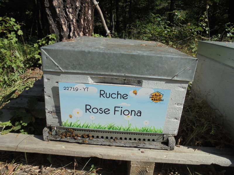 La ruche Rose Fiona