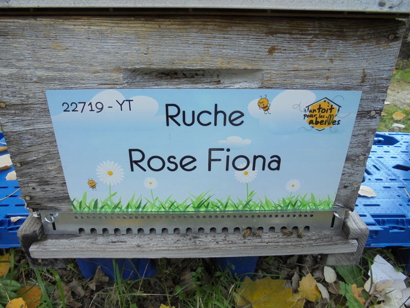 La ruche Rose Fiona