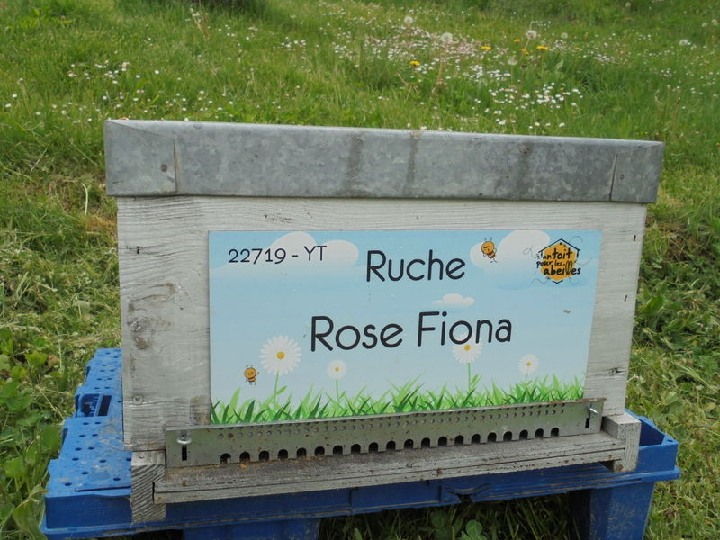 La ruche Rose Fiona