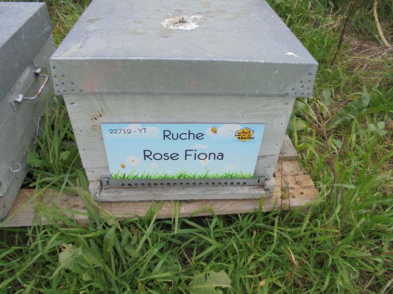 La ruche Rose Fiona