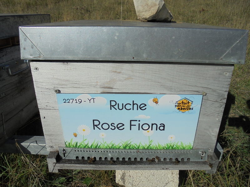 La ruche Rose Fiona