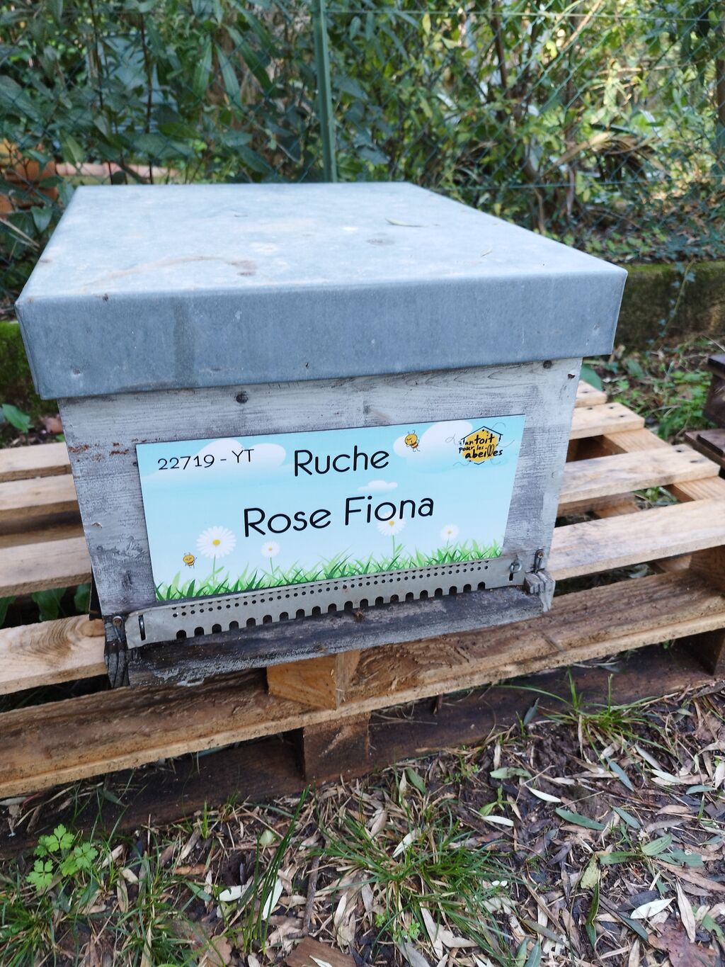 La ruche Rose Fiona