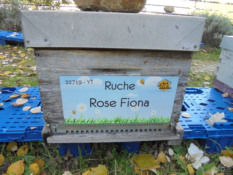 La ruche Rose Fiona