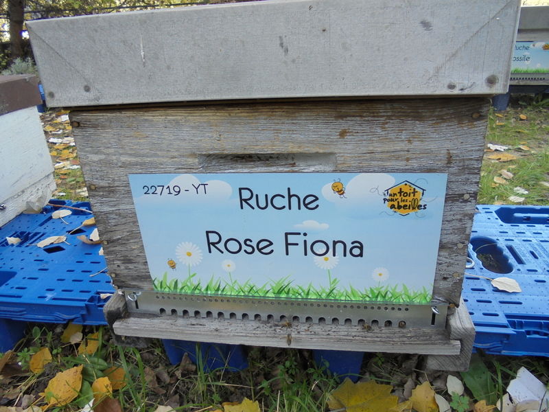 La ruche Rose Fiona
