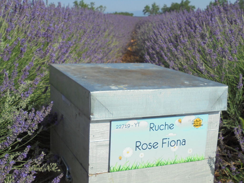 La ruche Rose Fiona