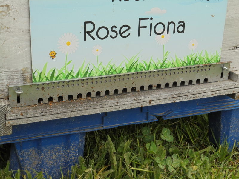 La ruche Rose Fiona