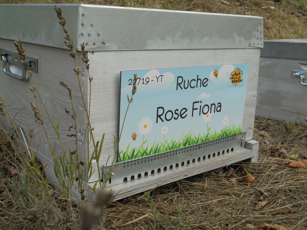 La ruche Rose Fiona