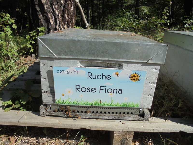 La ruche Rose Fiona