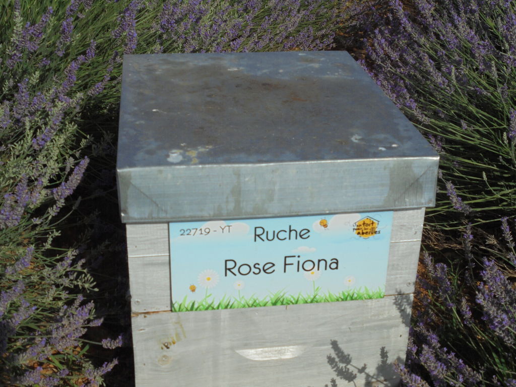 La ruche Rose Fiona