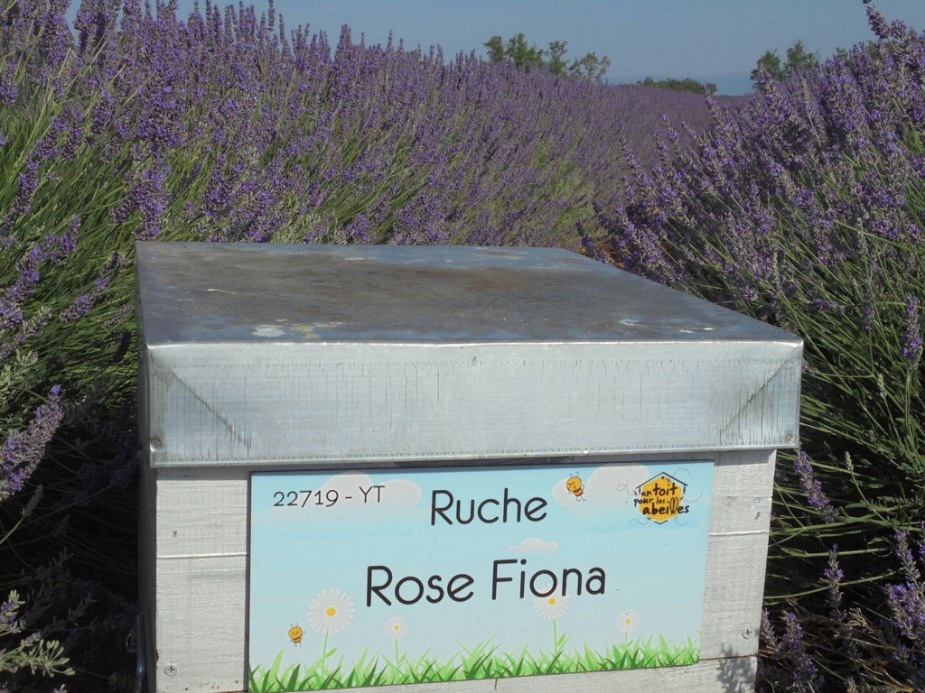 La ruche Rose Fiona