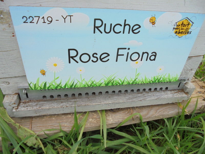 La ruche Rose Fiona